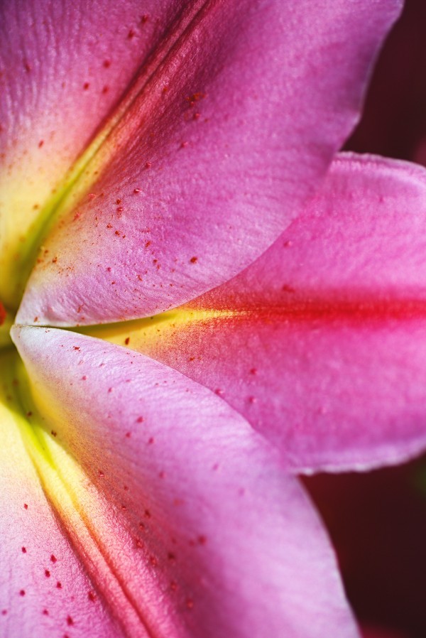 Pink Lily Petals by Joy Watson